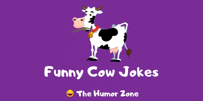 Featured image for a page of funny cow jokes and puns.