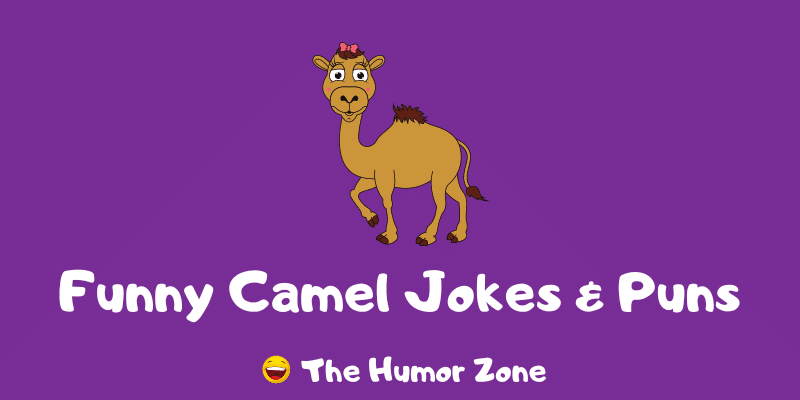 Featured image for a page of camel jokes and puns.